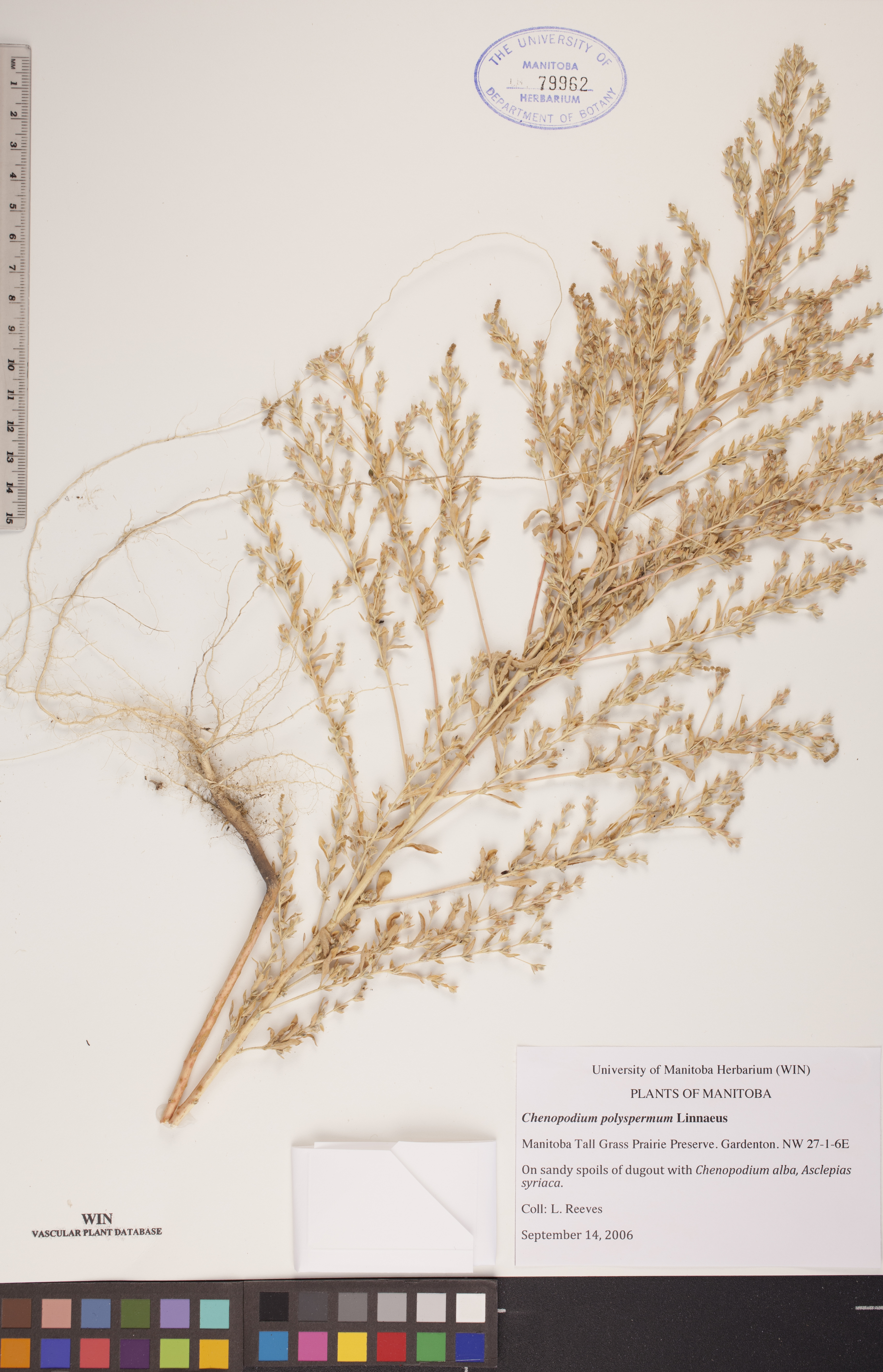 Chenopodium polyspermum image